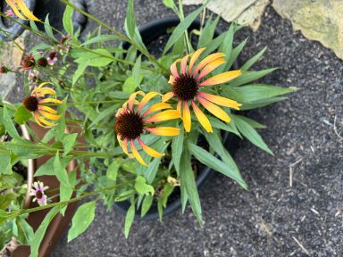 Fiery Meadow Mama Coneflower/ Echinacea in 4 Inch Pots (one plant per pot) Deer Resistant!